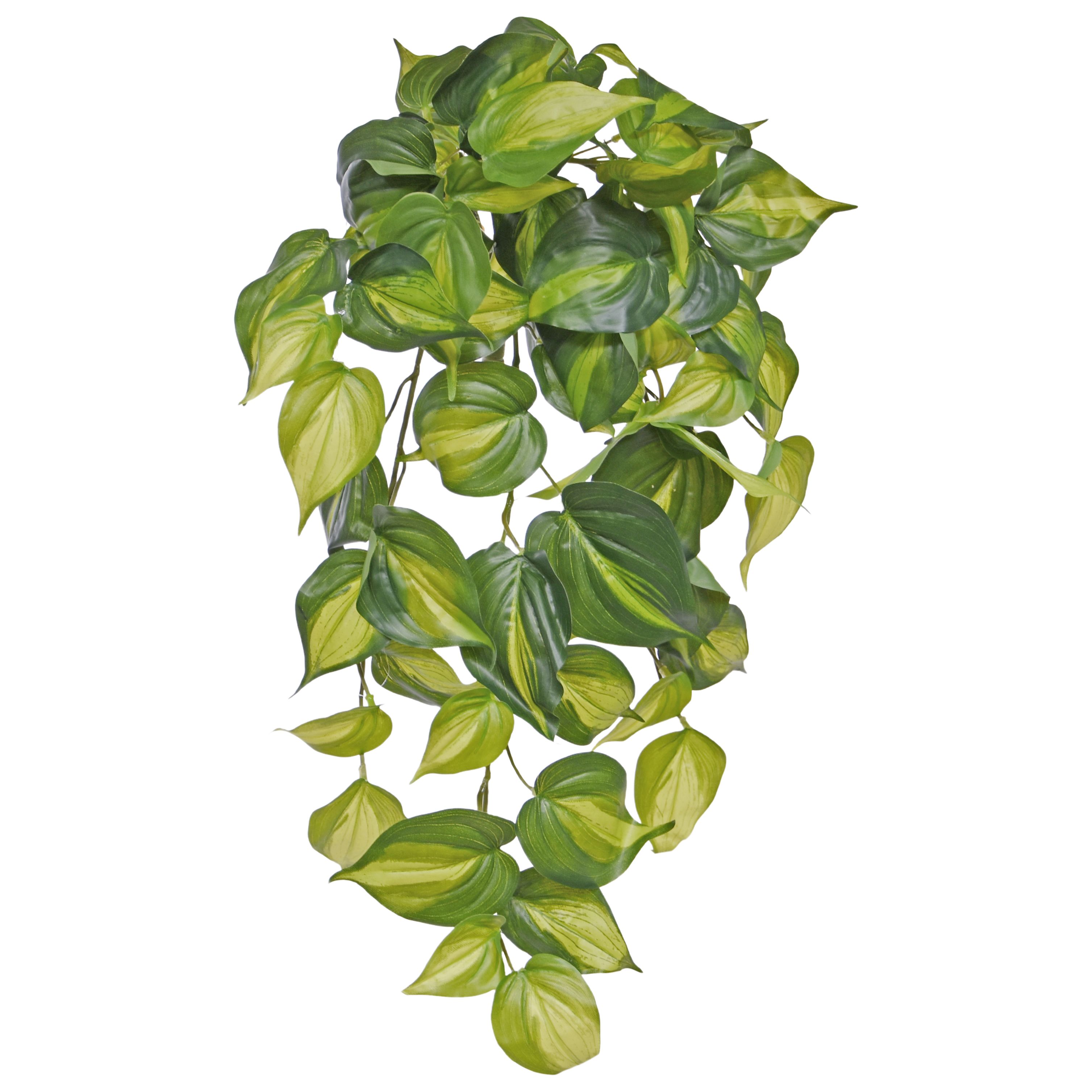 buy philodendron painted lady Philodendron 'Painted Lady' main image 0